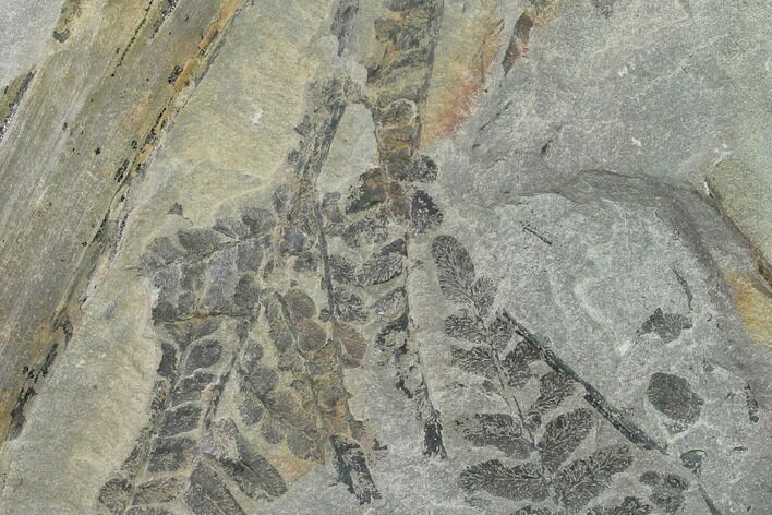 Pennsylvanian Fossil Fern (Neuropteris) Plate - Kentucky #138525